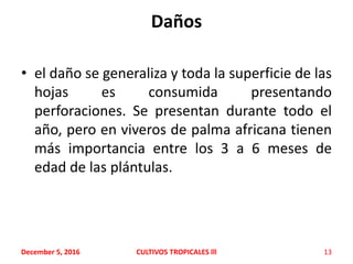 Daños
• el daño se generaliza y toda la superficie de las
hojas es consumida presentando
perforaciones. Se presentan durante todo el
año, pero en viveros de palma africana tienen
más importancia entre los 3 a 6 meses de
edad de las plántulas.
December 5, 2016 CULTIVOS TROPICALES lll 13
 