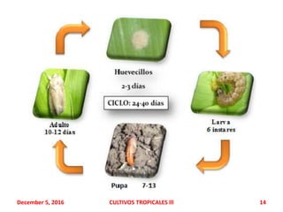 December 5, 2016 CULTIVOS TROPICALES lll 14
 