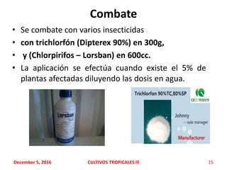Combate
• Se combate con varios insecticidas
• con trichlorfón (Dipterex 90%) en 300g,
• y (Chlorpirifos – Lorsban) en 600cc.
• La aplicación se efectúa cuando existe el 5% de
plantas afectadas diluyendo las dosis en agua.
December 5, 2016 CULTIVOS TROPICALES lll 15
 