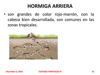 HORMIGA ARRIERA
• son grandes de color rojo-marrón, con la
cabeza bien desarrollada, son comunes en las
zonas tropicales.
December 5, 2016 CULTIVOS TROPICALES lll 16
 