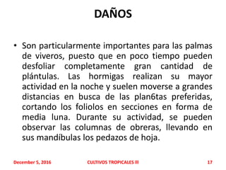 DAÑOS
• Son particularmente importantes para las palmas
de viveros, puesto que en poco tiempo pueden
desfoliar completamente gran cantidad de
plántulas. Las hormigas realizan su mayor
actividad en la noche y suelen moverse a grandes
distancias en busca de las plan6tas preferidas,
cortando los foliolos en secciones en forma de
media luna. Durante su actividad, se pueden
observar las columnas de obreras, llevando en
sus mandíbulas los pedazos de hoja.
December 5, 2016 CULTIVOS TROPICALES lll 17
 
