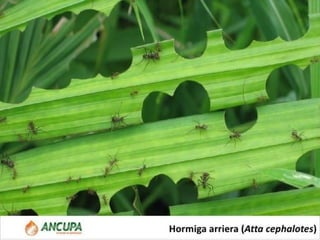 December 5, 2016 Fitopatologia ll 18
 