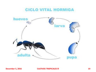 December 5, 2016 CULTIVOS TROPICALES lll 19
 