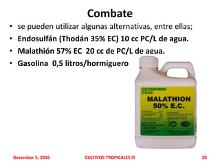 Combate
• se pueden utilizar algunas alternativas, entre ellas;
• Endosulfán (Thodán 35% EC) 10 cc PC/L de agua.
• Malathión 57% EC 20 cc de PC/L de agua.
• Gasolina 0,5 litros/hormiguero
December 5, 2016 CULTIVOS TROPICALES lll 20
 