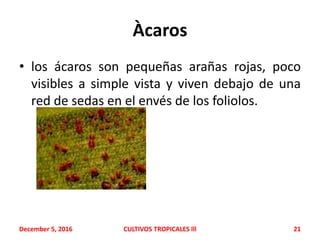 Àcaros
• los ácaros son pequeñas arañas rojas, poco
visibles a simple vista y viven debajo de una
red de sedas en el envés de los foliolos.
December 5, 2016 CULTIVOS TROPICALES lll 21
 