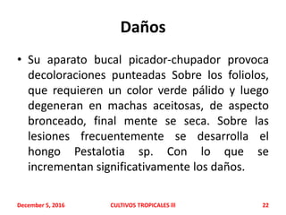Daños
• Su aparato bucal picador-chupador provoca
decoloraciones punteadas Sobre los foliolos,
que requieren un color verde pálido y luego
degeneran en machas aceitosas, de aspecto
bronceado, final mente se seca. Sobre las
lesiones frecuentemente se desarrolla el
hongo Pestalotia sp. Con lo que se
incrementan significativamente los daños.
December 5, 2016 CULTIVOS TROPICALES lll 22
 