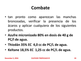 Combate
• tan pronto como aparezcan las manchas
bronceadas, verificar la presencia de los
ácaros y aplicar cualquiera de los siguientes
productos.
• Azufre micronizado 80% en dosis de 40 g de
PC/l de agua.
• Thiodán 35% EC 4,0 cc de PC/L de agua.
• Keltane 18,5% EC 1,25 cc de PC/L de agua.
December 5, 2016 CULTIVOS TROPICALES lll 24
 