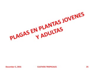 December 5, 2016 CULTIVOS TROPICALES 25
 