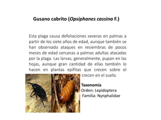 Gusano cabrito (Opsiphanes cassina F.)
Esta plaga causa defoliaciones severas en palmas a
partir de los siete años de edad, aunque también se
han observado ataques en resiembras de pocos
meses de edad cercanas a palmas adultas atacadas
por la plaga. Las larvas, generalmente, pupan en las
hojas, aunque gran cantidad de ellas también lo
hacen en plantas epífitas que crecen sobre el
tronco y en las malezas que crecen en el suelo.
Taxonomía
Orden: Lepidoptera
Familia: Nynphalidae
 