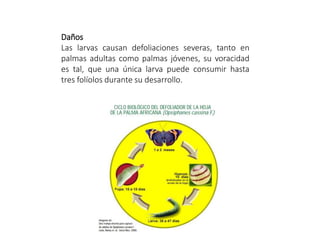 Daños
Las larvas causan defoliaciones severas, tanto en
palmas adultas como palmas jóvenes, su voracidad
es tal, que una única larva puede consumir hasta
tres folíolos durante su desarrollo.
 