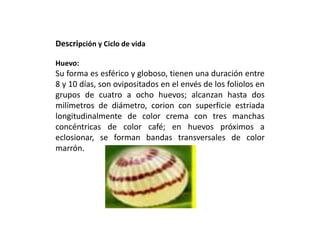 Descripción y Ciclo de vida
Huevo:
Su forma es esférico y globoso, tienen una duración entre
8 y 10 días, son ovipositados en el envés de los foliolos en
grupos de cuatro a ocho huevos; alcanzan hasta dos
milímetros de diámetro, corion con superficie estriada
longitudinalmente de color crema con tres manchas
concéntricas de color café; en huevos próximos a
eclosionar, se forman bandas transversales de color
marrón.
 