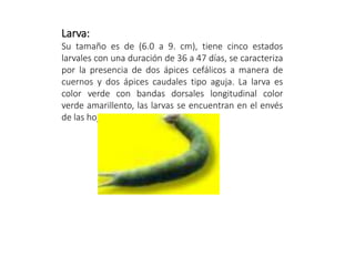 Larva:
Su tamaño es de (6.0 a 9. cm), tiene cinco estados
larvales con una duración de 36 a 47 días, se caracteriza
por la presencia de dos ápices cefálicos a manera de
cuernos y dos ápices caudales tipo aguja. La larva es
color verde con bandas dorsales longitudinal color
verde amarillento, las larvas se encuentran en el envés
de las hojas.
 