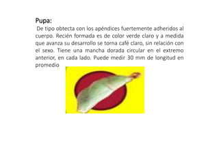 Pupa:
De tipo obtecta con los apéndices fuertemente adheridos al
cuerpo. Recién formada es de color verde claro y a medida
que avanza su desarrollo se torna café claro, sin relación con
el sexo. Tiene una mancha dorada circular en el extremo
anterior, en cada lado. Puede medir 30 mm de longitud en
promedio
 