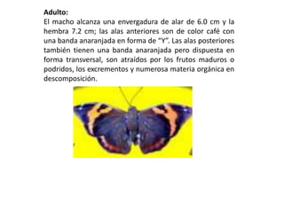 Adulto:
El macho alcanza una envergadura de alar de 6.0 cm y la
hembra 7.2 cm; las alas anteriores son de color café con
una banda anaranjada en forma de “Y”. Las alas posteriores
también tienen una banda anaranjada pero dispuesta en
forma transversal, son atraídos por los frutos maduros o
podridos, los excrementos y numerosa materia orgánica en
descomposición.
 