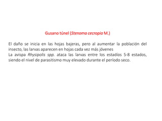 Gusano túnel (Stenoma cecropia M.)
El daño se inicia en las hojas bajeras, pero al aumentar la población del
insecto, las larvas aparecen en hojas cada vez más jóvenes
La avispa Rhysipolis spp. ataca las larvas entre los estadíos 5-8 estados,
siendo el nivel de parasitismo muy elevado durante el período seco.
 
