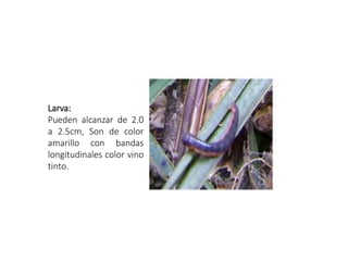 Larva:
Pueden alcanzar de 2.0
a 2.5cm, Son de color
amarillo con bandas
longitudinales color vino
tinto.
 