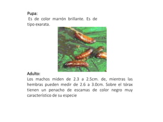 Pupa:
Es de color marrón brillante. Es de
tipo exarata.
Adulto:
Los machos miden de 2.3 a 2.5cm. de, mientras las
hembras pueden medir de 2.6 a 3.0cm. Sobre el tórax
tienen un penacho de escamas de color negro muy
característico de su especie
 