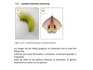Las orugas son de habito gregario, se mimetizan con el color del
follaje esta
cubiertas por setas bifurcadas y urticantes, construyen grandes e
irregulares
nidos de seda en las palmas mientras se alimentan. El género
Automeris es común en las palmas.
 