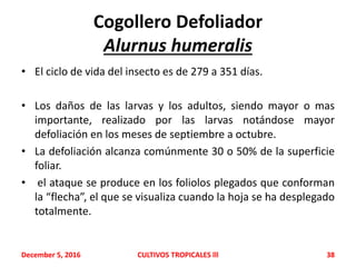 Cogollero Defoliador
Alurnus humeralis
• El ciclo de vida del insecto es de 279 a 351 días.
• Los daños de las larvas y los adultos, siendo mayor o mas
importante, realizado por las larvas notándose mayor
defoliación en los meses de septiembre a octubre.
• La defoliación alcanza comúnmente 30 o 50% de la superficie
foliar.
• el ataque se produce en los foliolos plegados que conforman
la “flecha”, el que se visualiza cuando la hoja se ha desplegado
totalmente.
December 5, 2016 CULTIVOS TROPICALES lll 38
 