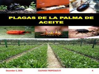 December 5, 2016 CULTIVOS TROPICALES lll 4
 