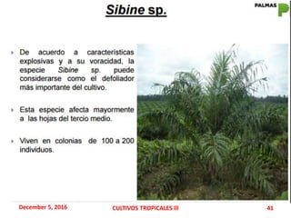 December 5, 2016 CULTIVOS TROPICALES lll 41
 