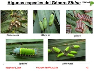 December 5, 2016 CULTIVOS TROPICALES lll 42
 