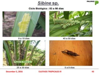 December 5, 2016 CULTIVOS TROPICALES lll 43
 