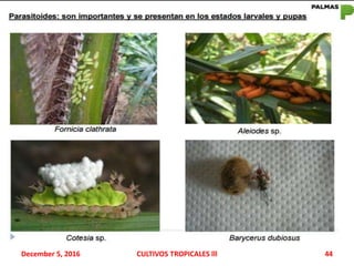 December 5, 2016 CULTIVOS TROPICALES lll 44
 