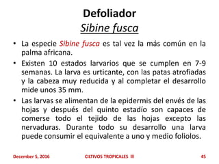 Defoliador
Sibine fusca
• La especie Sibine fusca es tal vez la más común en la
palma africana.
• Existen 10 estados larvarios que se cumplen en 7-9
semanas. La larva es urticante, con las patas atrofiadas
y la cabeza muy reducida y al completar el desarrollo
mide unos 35 mm.
• Las larvas se alimentan de la epidermis del envés de las
hojas y después del quinto estadío son capaces de
comerse todo el tejido de las hojas excepto las
nervaduras. Durante todo su desarrollo una larva
puede consumir el equivalente a uno y medio foliolos.
December 5, 2016 CILTIVOS TROPICALES lll 45
 