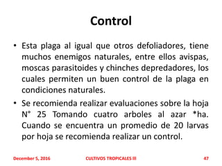 Control
• Esta plaga al igual que otros defoliadores, tiene
muchos enemigos naturales, entre ellos avispas,
moscas parasitoides y chinches depredadores, los
cuales permiten un buen control de la plaga en
condiciones naturales.
• Se recomienda realizar evaluaciones sobre la hoja
N° 25 Tomando cuatro arboles al azar *ha.
Cuando se encuentra un promedio de 20 larvas
por hoja se recomienda realizar un control.
December 5, 2016 CULTIVOS TROPICALES lll 47
 