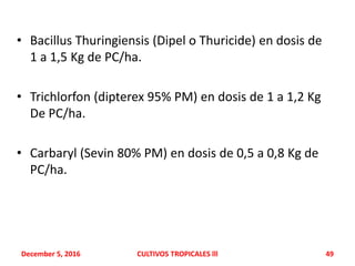 • Bacillus Thuringiensis (Dipel o Thuricide) en dosis de
1 a 1,5 Kg de PC/ha.
• Trichlorfon (dipterex 95% PM) en dosis de 1 a 1,2 Kg
De PC/ha.
• Carbaryl (Sevin 80% PM) en dosis de 0,5 a 0,8 Kg de
PC/ha.
December 5, 2016 CULTIVOS TROPICALES lll 49
 