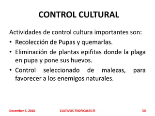CONTROL CULTURAL
Actividades de control cultura importantes son:
• Recolección de Pupas y quemarlas.
• Eliminación de plantas epifitas donde la plaga
en pupa y pone sus huevos.
• Control seleccionado de malezas, para
favorecer a los enemigos naturales.
December 5, 2016 CULTIVOS TROPICALES lll 50
 