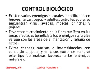 CONTROL BIOLÓGICO
• Existen varios enemigos naturales identificados en
huevos, larvas, pupas y adultos, entre los cuales se
encuentran virus, avispas, moscas, chinches y
pájaros.
• Favorecer el crecimiento de la flora melífera en las
áreas afectadas beneficia a los enemigos naturales
ya que son las áreas de alimentación y refugio de
estos.
• Evitar chapeas masivas o intercalándolas con
zonas sin chapear, y en casos extremos sembrar
este tipo de malezas favorece a los enemigos
naturales.
December 5, 2016 CULTIVOS TROPICALES lll 51
 