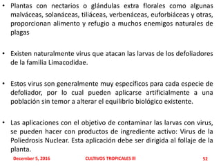 • Plantas con nectarios o glándulas extra florales como algunas
malváceas, solanáceas, tiliáceas, verbenáceas, euforbiáceas y otras,
proporcionan alimento y refugio a muchos enemigos naturales de
plagas
• Existen naturalmente virus que atacan las larvas de los defoliadores
de la familia Limacodidae.
• Estos virus son generalmente muy específicos para cada especie de
defoliador, por lo cual pueden aplicarse artificialmente a una
población sin temor a alterar el equilibrio biológico existente.
• Las aplicaciones con el objetivo de contaminar las larvas con virus,
se pueden hacer con productos de ingrediente activo: Virus de la
Poliedrosis Nuclear. Esta aplicación debe ser dirigida al follaje de la
planta.
December 5, 2016 CULTIVOS TROPICALES lll 52
 