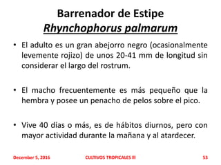 Barrenador de Estipe
Rhynchophorus palmarum
• El adulto es un gran abejorro negro (ocasionalmente
levemente rojizo) de unos 20-41 mm de longitud sin
considerar el largo del rostrum.
• El macho frecuentemente es más pequeño que la
hembra y posee un penacho de pelos sobre el pico.
• Vive 40 días o más, es de hábitos diurnos, pero con
mayor actividad durante la mañana y al atardecer.
December 5, 2016 CULTIVOS TROPICALES lll 53
 