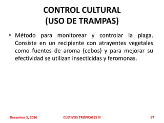 CONTROL CULTURAL
(USO DE TRAMPAS)
• Método para monitorear y controlar la plaga.
Consiste en un recipiente con atrayentes vegetales
como fuentes de aroma (cebos) y para mejorar su
efectividad se utilizan insecticidas y feromonas.
December 5, 2016 CULTIVOS TROPICALES lll 57
 