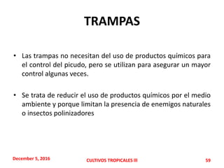 TRAMPAS
• Las trampas no necesitan del uso de productos químicos para
el control del picudo, pero se utilizan para asegurar un mayor
control algunas veces.
• Se trata de reducir el uso de productos químicos por el medio
ambiente y porque limitan la presencia de enemigos naturales
o insectos polinizadores
December 5, 2016 CULTIVOS TROPICALES lll 59
 