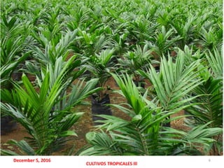 December 5, 2016
CULTIVOS TROPICALES lll
6
 