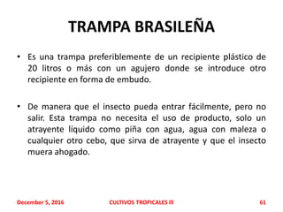 TRAMPA BRASILEÑA
• Es una trampa preferiblemente de un recipiente plástico de
20 litros o más con un agujero donde se introduce otro
recipiente en forma de embudo.
• De manera que el insecto pueda entrar fácilmente, pero no
salir. Esta trampa no necesita el uso de producto, solo un
atrayente líquido como piña con agua, agua con maleza o
cualquier otro cebo, que sirva de atrayente y que el insecto
muera ahogado.
December 5, 2016 CULTIVOS TROPICALES lll 61
 