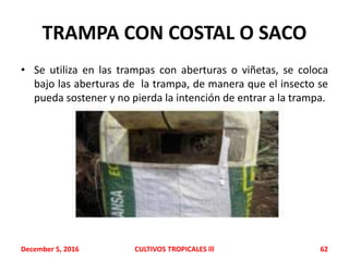 TRAMPA CON COSTAL O SACO
• Se utiliza en las trampas con aberturas o viñetas, se coloca
bajo las aberturas de la trampa, de manera que el insecto se
pueda sostener y no pierda la intención de entrar a la trampa.
December 5, 2016 CULTIVOS TROPICALES lll 62
 
