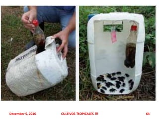 December 5, 2016 CULTIVOS TROPICALES llll 64
 