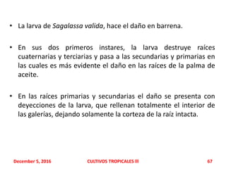 • La larva de Sagalassa valida, hace el daño en barrena.
• En sus dos primeros instares, la larva destruye raíces
cuaternarias y terciarias y pasa a las secundarias y primarias en
las cuales es más evidente el daño en las raíces de la palma de
aceite.
• En las raíces primarias y secundarias el daño se presenta con
deyecciones de la larva, que rellenan totalmente el interior de
las galerías, dejando solamente la corteza de la raíz intacta.
December 5, 2016 CULTIVOS TROPICALES lll 67
 
