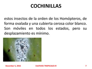 COCHINILLAS
estos insectos de la orden de los Homópteros, de
forma ovalada y una cubierta cerosa color blanco.
Son móviles en todos los estados, pero su
desplazamiento es mínimo.
December 5, 2016 CULTIVOS TROPICALES lll 7
 