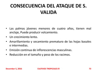CONSECUENCIA DEL ATAQUE DE S.
VALIDA
• Las palmas jóvenes menores de cuatro años, tienen mal
anclaje, Puede producir volcamiento.
• Un crecimiento lento.
• Amarillamiento y secamiento prematuro de las hojas basales
e intermedias.
• Emisión continua de inflorescencias masculinas.
• Reducción en el tamaño y peso de los racimos.
December 5, 2016 CULTIVOS TROPICALES lll 72
 