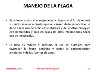 MANEJO DE LA PLAGA
• Para llevar a cabo el manejo de esta plaga con el fin de reducir
sus infestaciones a niveles que no causen daño económico, se
debe hacer uso de prácticas culturales y del control biológico
con nematodos y solo en casos de altas infestaciones hacer
uso de insecticidas.
• La idea es reducir al máximo el uso de químicos para
favorecer la fauna benéfica y evitar la contaminación
ambiental y de las fuentes de agua.
December 5, 2016 CULTIVOS TROPICALES lll 77
 