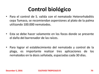 Control biológico
• Para el control de S. valida con el nematodo Heterorhabditis
cepa Tumaco, se recomiendan aspersiones al plato de la palma
utilizando 100.000 nematodos.
• Esta se debe hacer solamente en los focos donde se presente
el daño del barrenador de las raíces.
• Para lograr el establecimiento del nematodo y control de la
plaga, es importante realizar tres aplicaciones de los
nematodos en la dosis señalada, espaciadas cada 30 días.
December 5, 2016 CULTIVOS TROPICALES lll 79
 