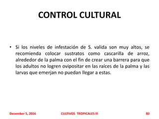CONTROL CULTURAL
• Si los niveles de infestación de S. valida son muy altos, se
recomienda colocar sustratos como cascarilla de arroz,
alrededor de la palma con el fin de crear una barrera para que
los adultos no logren ovipositar en las raíces de la palma y las
larvas que emerjan no puedan llegar a estas.
December 5, 2016 CULTIVOS TROPICALES lll 80
 