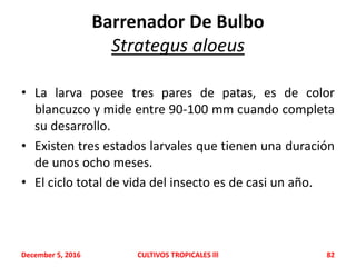 Barrenador De Bulbo
Strategus aloeus
• La larva posee tres pares de patas, es de color
blancuzco y mide entre 90-100 mm cuando completa
su desarrollo.
• Existen tres estados larvales que tienen una duración
de unos ocho meses.
• El ciclo total de vida del insecto es de casi un año.
December 5, 2016 CULTIVOS TROPICALES lll 82
 