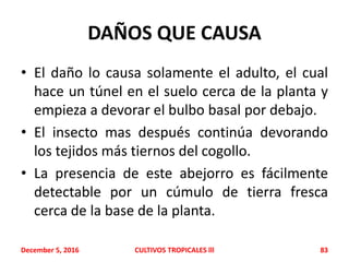 DAÑOS QUE CAUSA
• El daño lo causa solamente el adulto, el cual
hace un túnel en el suelo cerca de la planta y
empieza a devorar el bulbo basal por debajo.
• El insecto mas después continúa devorando
los tejidos más tiernos del cogollo.
• La presencia de este abejorro es fácilmente
detectable por un cúmulo de tierra fresca
cerca de la base de la planta.
December 5, 2016 CULTIVOS TROPICALES lll 83
 
