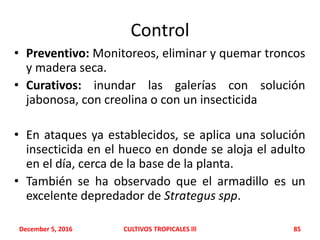 Control
• Preventivo: Monitoreos, eliminar y quemar troncos
y madera seca.
• Curativos: inundar las galerías con solución
jabonosa, con creolina o con un insecticida
• En ataques ya establecidos, se aplica una solución
insecticida en el hueco en donde se aloja el adulto
en el día, cerca de la base de la planta.
• También se ha observado que el armadillo es un
excelente depredador de Strategus spp.
December 5, 2016 CULTIVOS TROPICALES lll 85
 